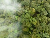 Fog encroaching on a forest.